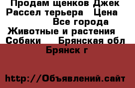 Продам щенков Джек Рассел терьера › Цена ­ 25 000 - Все города Животные и растения » Собаки   . Брянская обл.,Брянск г.